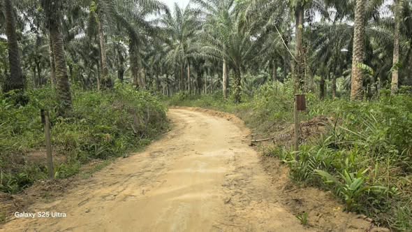 Terrain agricole titré à vendre dans le Moungo