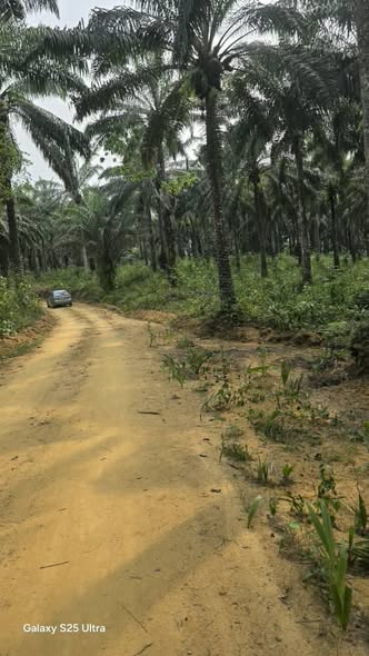 Terrain agricole titré à vendre dans le Moungo