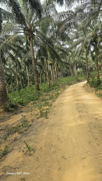 Terrain agricole titré à vendre dans le Moungo