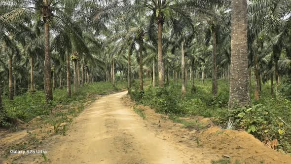 Terrain agricole titré à vendre dans le Moungo