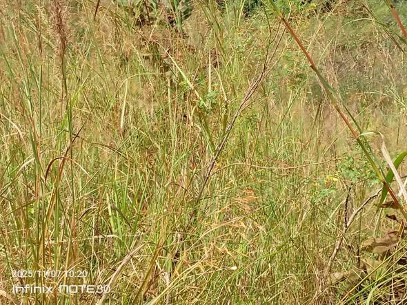 Cheap Land for Sale in Bamenda