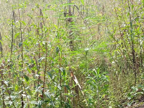 Cheap Land for Sale in Bamenda