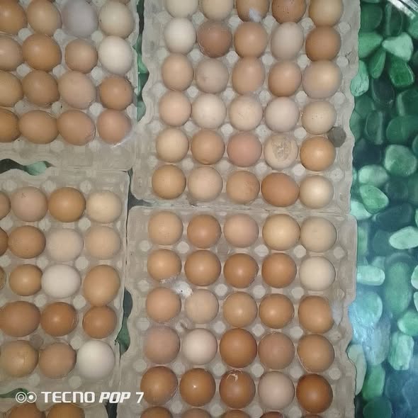 1200 f les casses disponible à Bafoussam