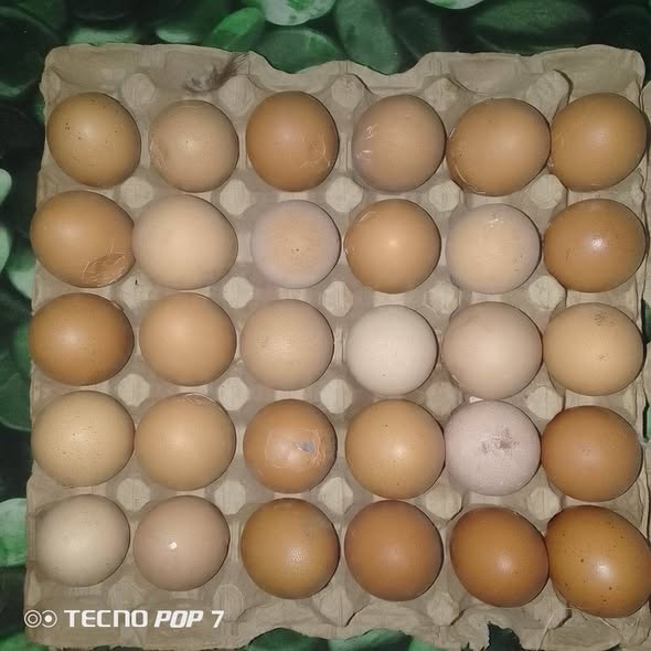 1200 f les casses disponible à Bafoussam