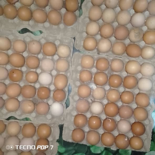 1200 f les casses disponible à Bafoussam