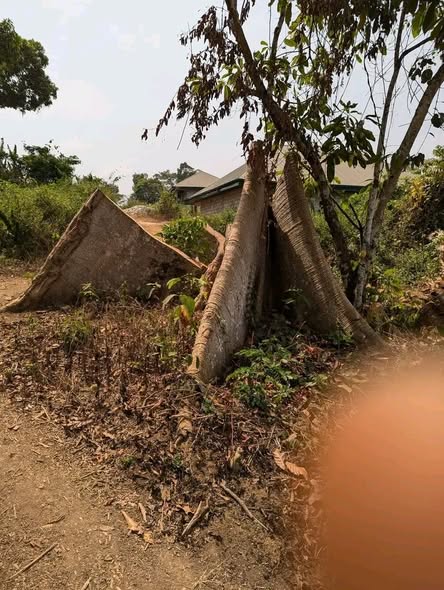 Terrain titré de 500m² à vendre à NKOMDAMBA