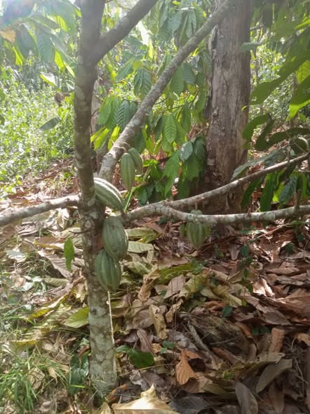 Vente de terrains et cacao à Zoetele