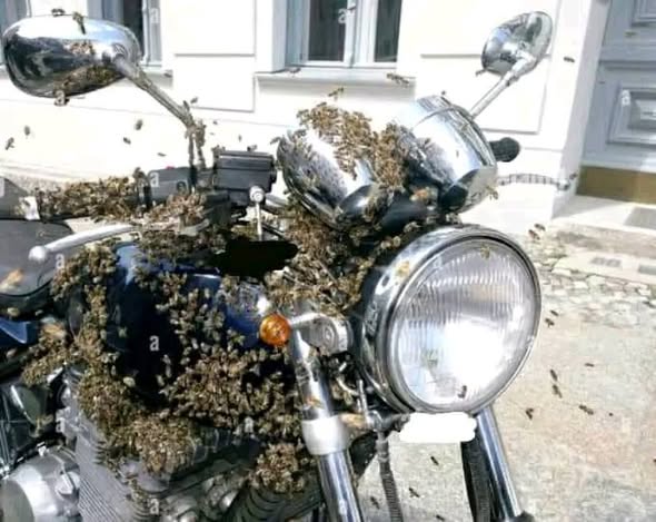 Contactez le grand docteur abeilles pour protection et solutions