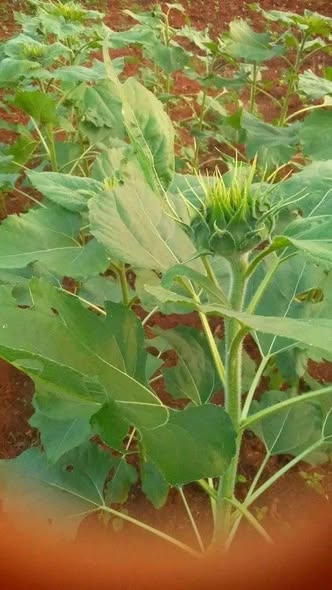 Semences de tournesol noir tropicalisé