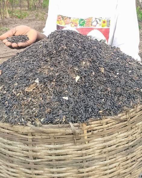 Semences de tournesol noir tropicalisé