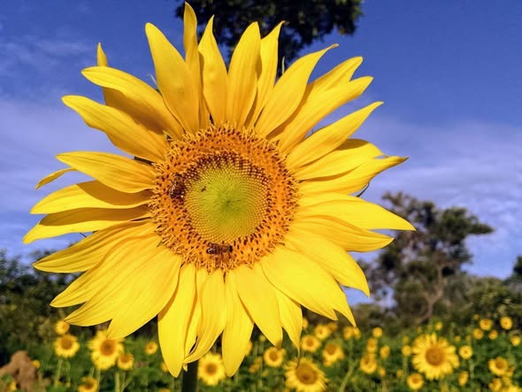 Semences de tournesol noir tropicalisé
