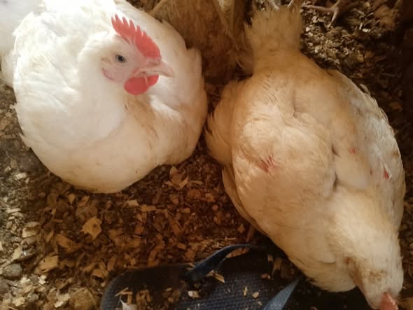 Poulets de chair 50 jr à Dschang