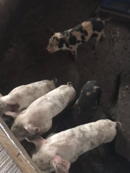 Porcelet disponible à Bafoussam