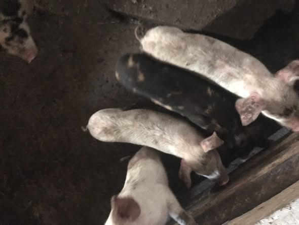 Porcelet disponible à Bafoussam