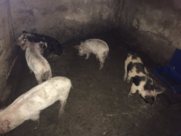 Porcelet disponible à Bafoussam
