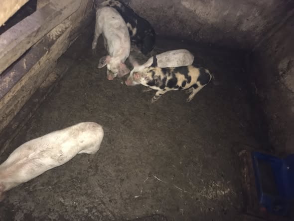 Porcelet disponible à Bafoussam