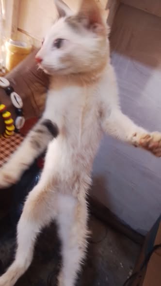 2 grande chatte de 4mois et 5mois