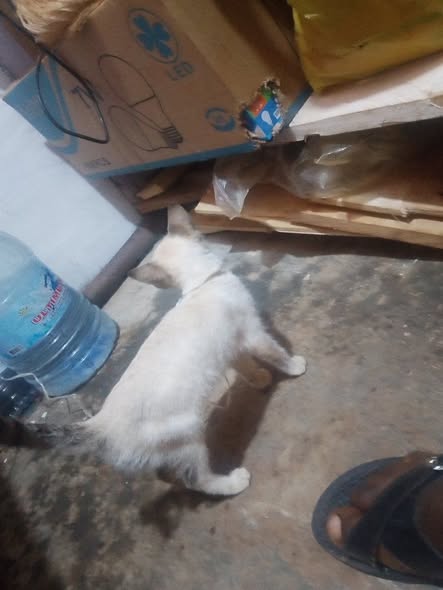 2 grande chatte de 4mois et 5mois