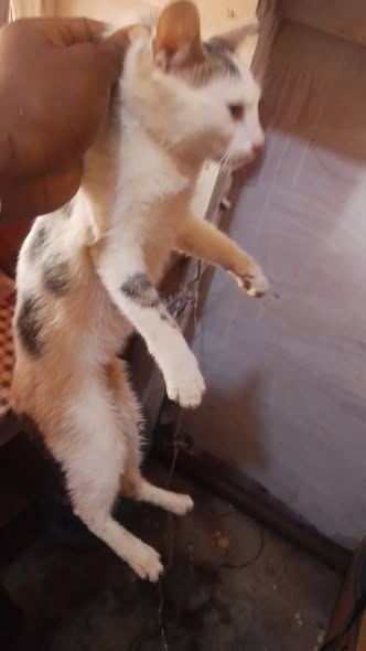2 grande chatte de 4mois et 5mois