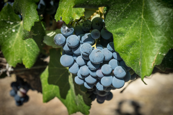 grapes