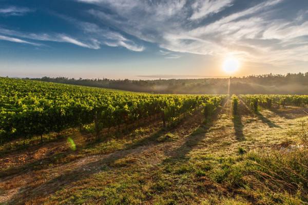 vineyard with sunflare