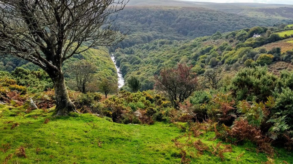 Dartmoor's temperate rainforests: past, present and future.