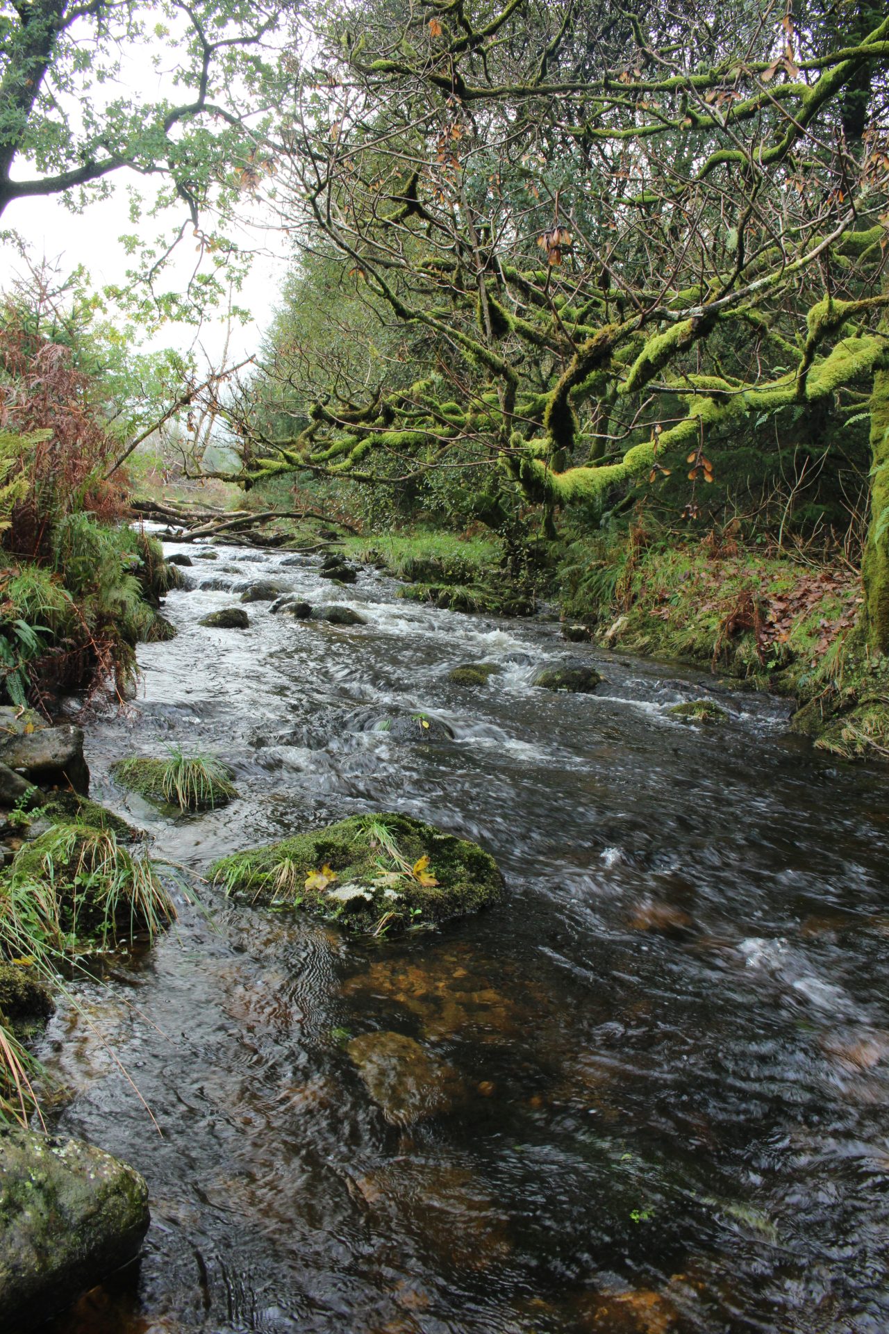Mike Sampson's report on Rainfall on Dartmoor in 2025 1 Mike Sampson's report on Rainfall on Dartmoor in 2025