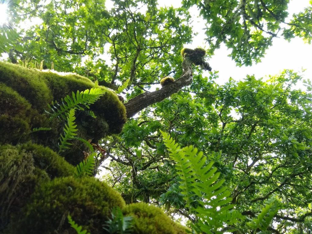 Dart Valley Rainforest Walk, led by Geri Skeens