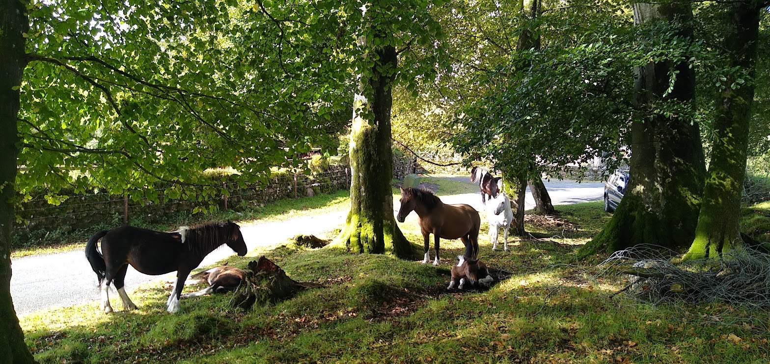 Pony Herds and Management on Dartmoor New Observations Dartmoor Society