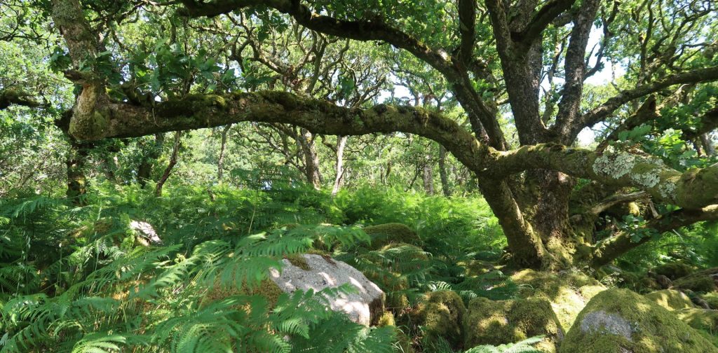 Dartmoor's temperate rainforests: past, present and future.