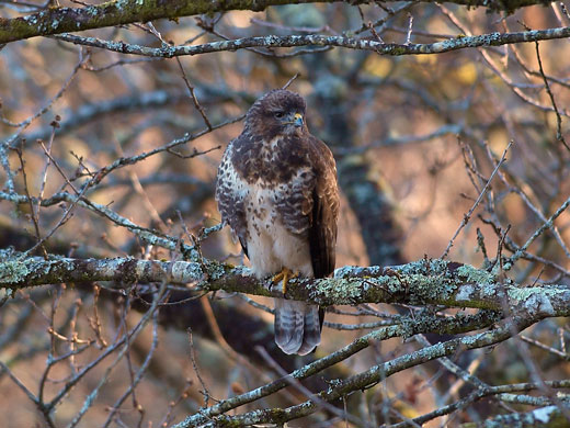 A typical adult perched, but note the broad tail end band, which many buzzards can have