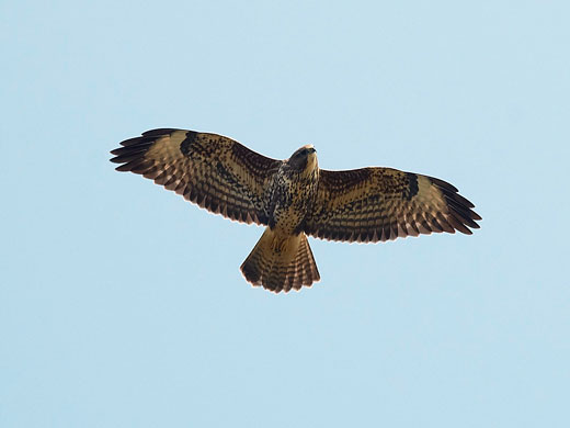 A typical juvenile flying (migrating off Start Point)