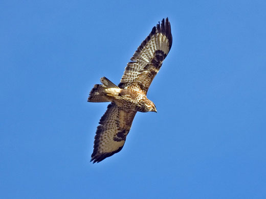 A typical adult flying