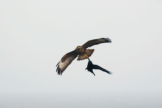 Looking large and even eagle-like being mobbed by a crow.