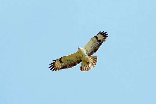 Very pale plumages that could be mistaken for an Osprey or Rough-legged Buzzard.