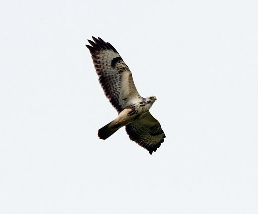 Very pale plumages that could be mistaken for an Osprey or Rough-legged Buzzard