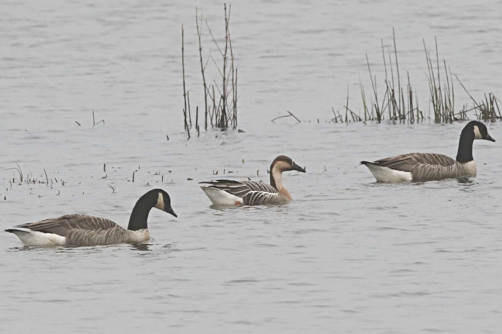 South Huish Marsh - Devon Birds