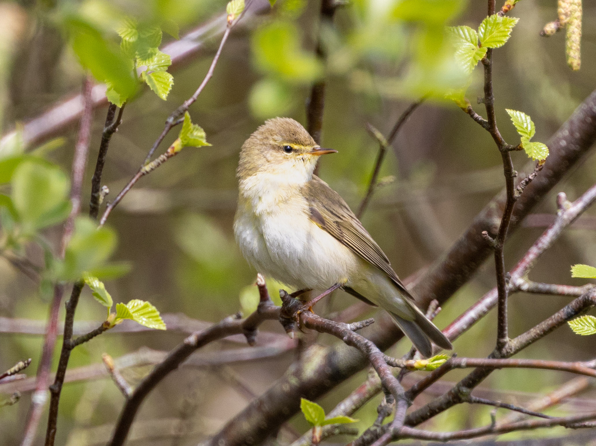 Willow warblers on Hawkerland Common