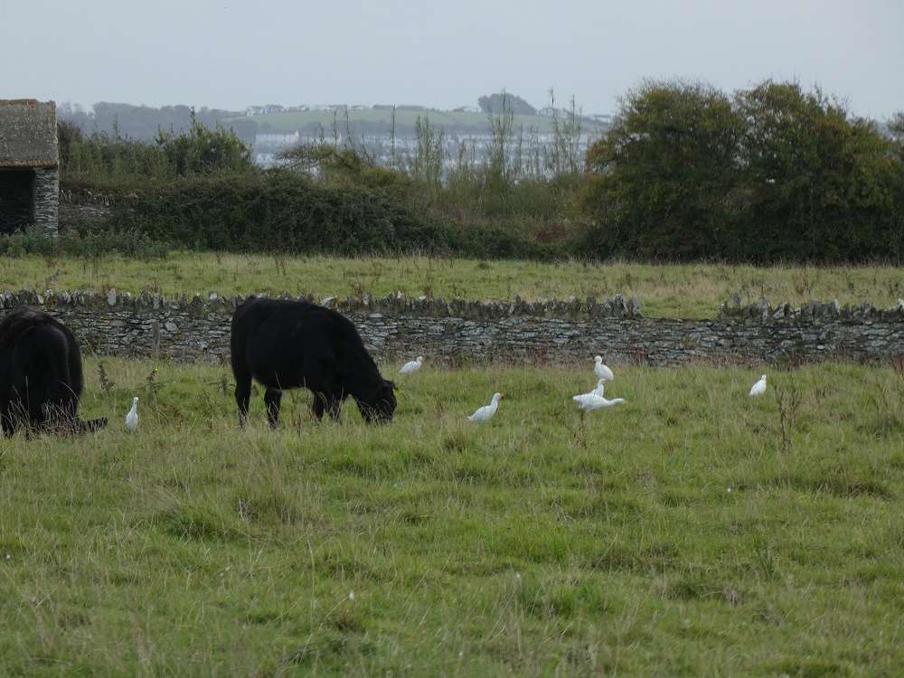Braunton Marshes Devon Birds