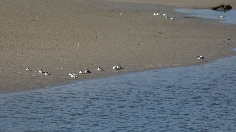 North side of Taw Estuary