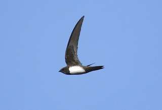 Alpine Swifts at Shaldon and South Fort Berry Head