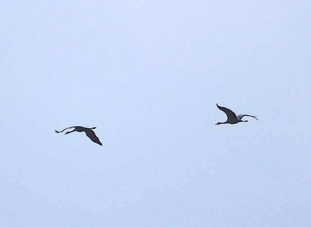 Common Cranes Glaucous Gull Exe Estuary
