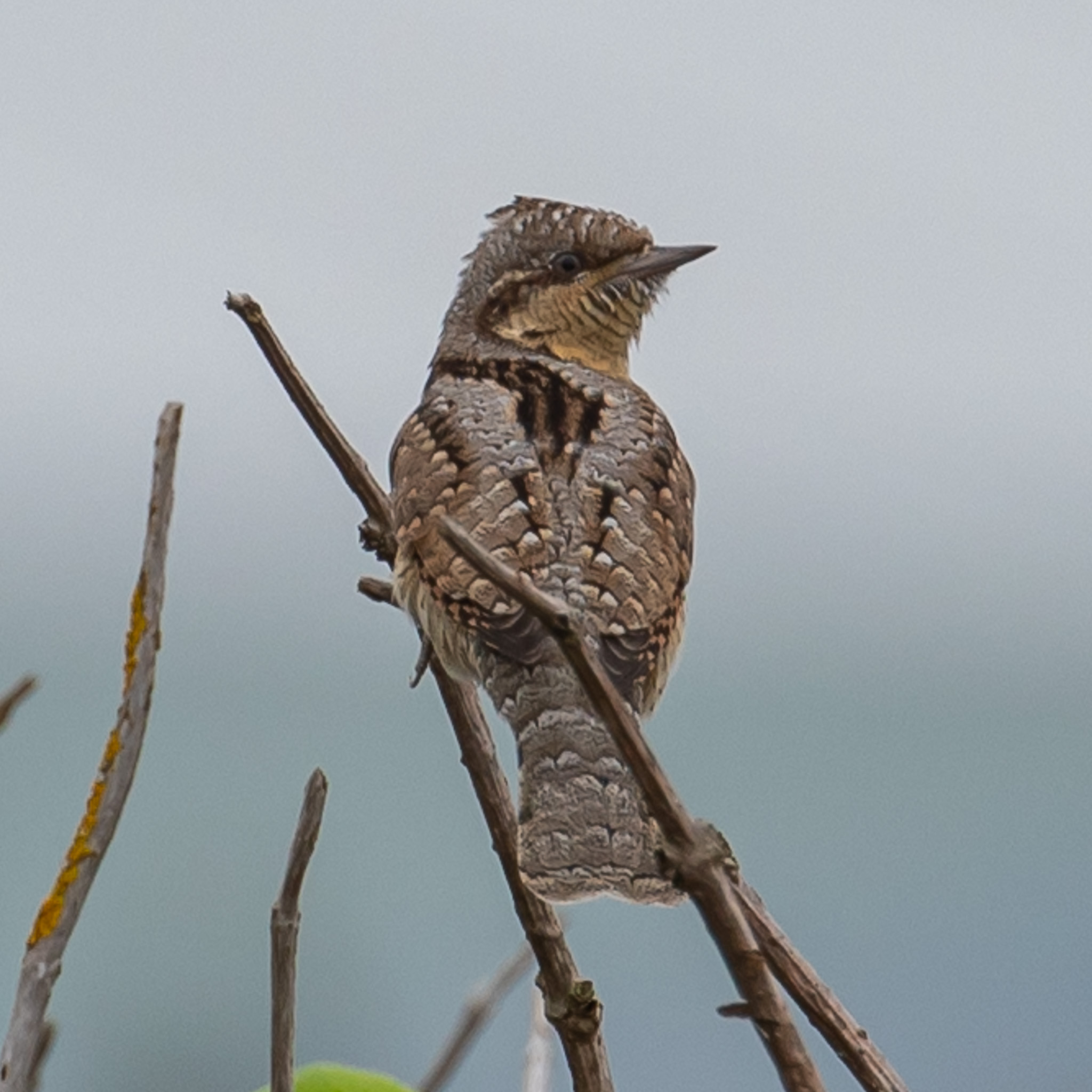 Wryneck – Bantham Beach