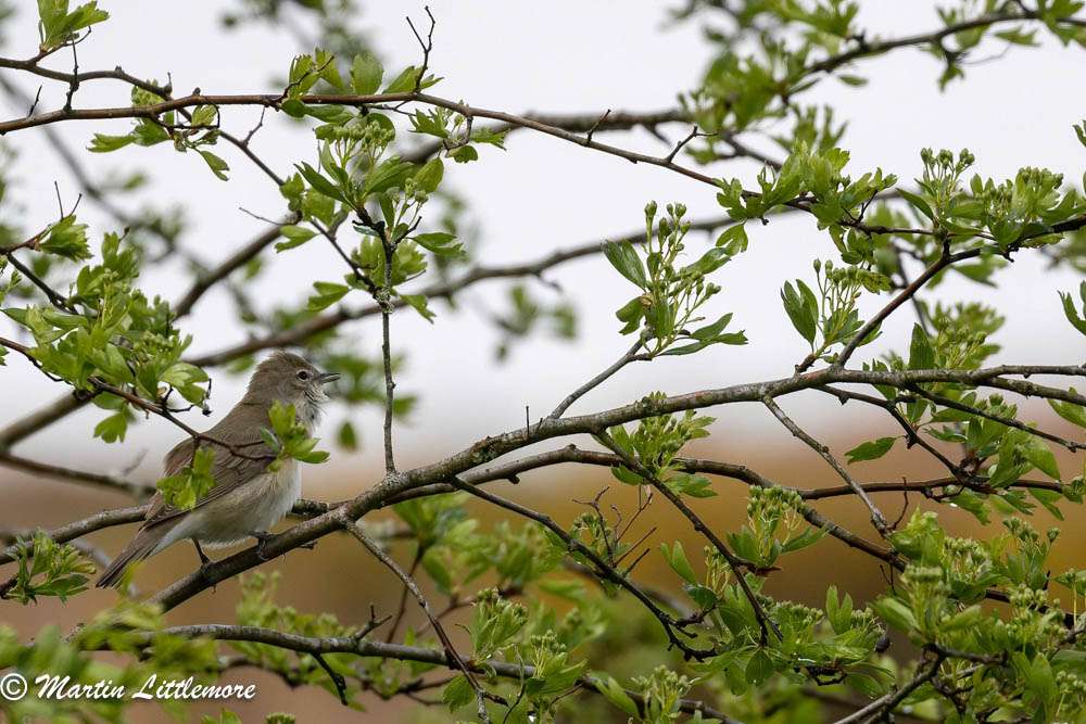 Garden Warbler, Dartmoor