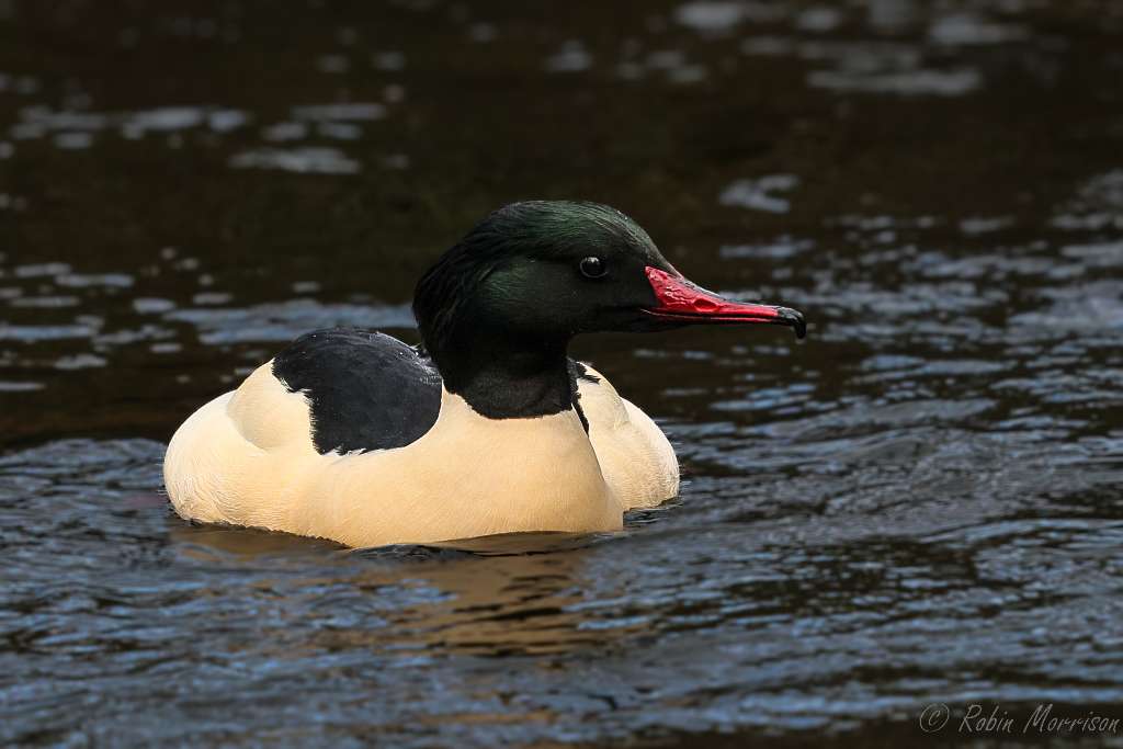 Male Goosander – Bovey Tracey