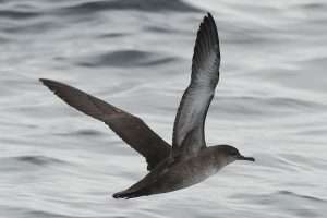 Balearic Shearwater at At Sea by Mark Darlaston on August 21 2012