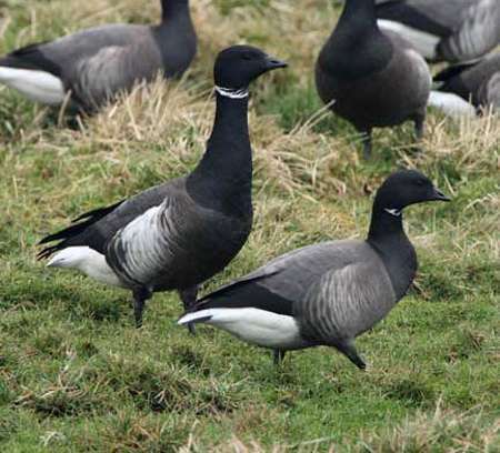 Black Brant at Powderham by Dave Land on January 31 2009