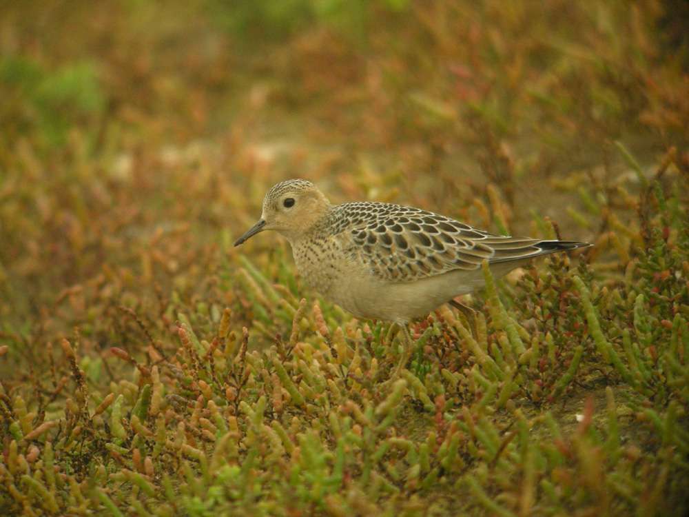 Buff-breasted Sandpiper by Lee Collins at Dawlish Warren