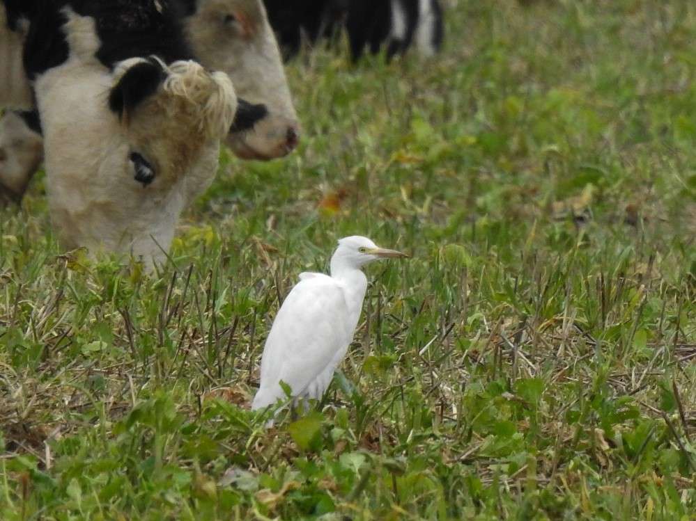 Yealmpton – Cattle Egrets