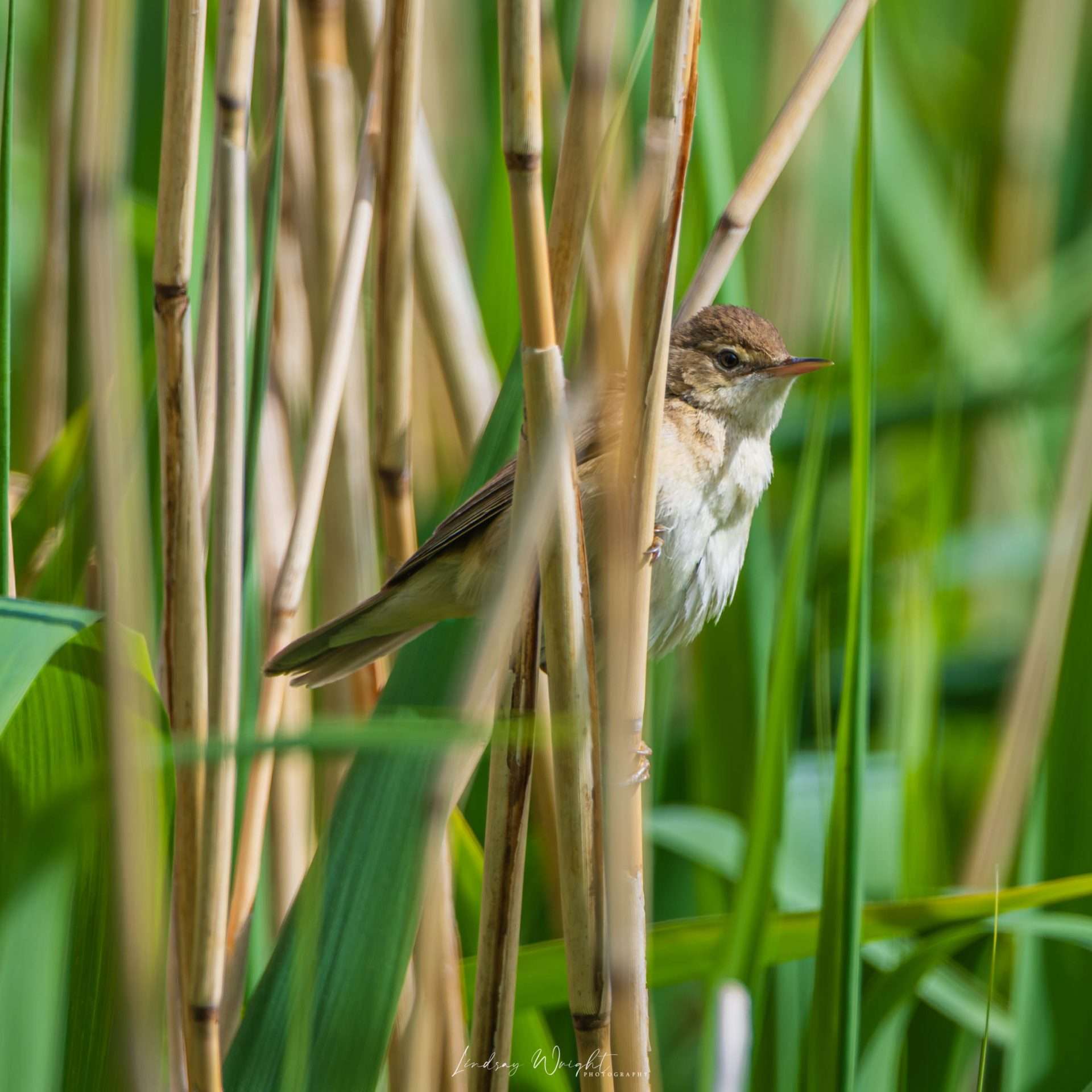 Ley Reed Common Reed Warbler - Slapton Ley - Devon Birds